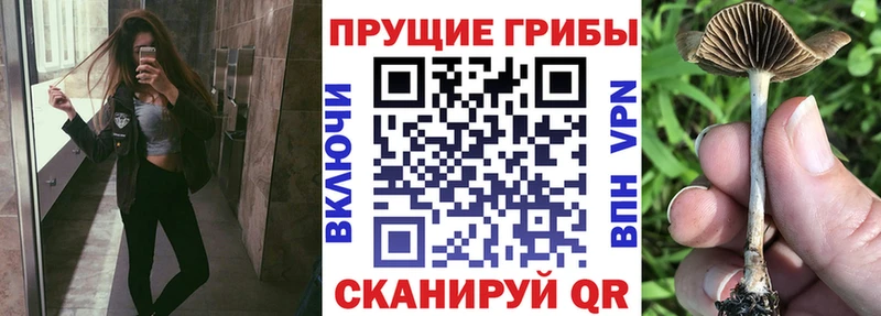Псилоцибиновые грибы Psilocybine cubensis  Купить закладки  Вышний Волочёк 